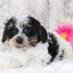 Cavapoo Puppy Sam