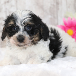 Cavapoo Puppy Sam