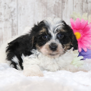 Cavapoo Puppy Sam
