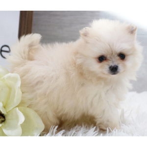 Pomeranian Puppy Cookie