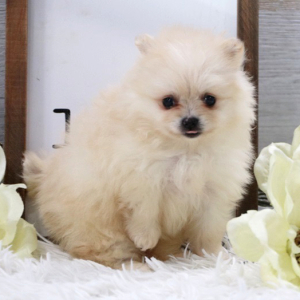 Pomeranian Puppy Cookie