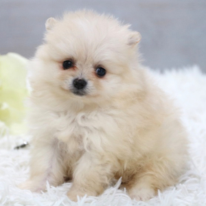 Pomeranian Puppy Cookie