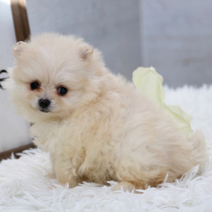 Pomeranian Puppy Cookie