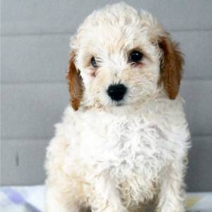 Poodle Puppy Henry