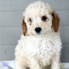 Poodle Puppy Henry