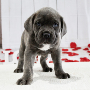 Cane Corso Puppy Bryce