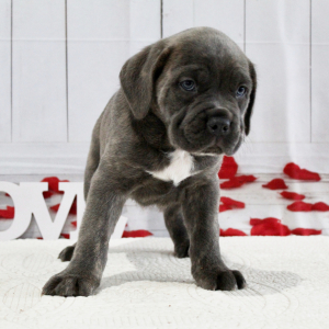 Cane Corso Puppy Bryce