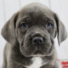 Cane Corso Puppy Bryce