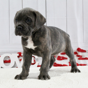 Cane Corso Puppy Bryce