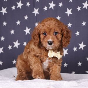 Cavapoo Puppy Dakota