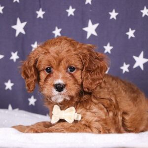 Cavapoo Puppy Dakota