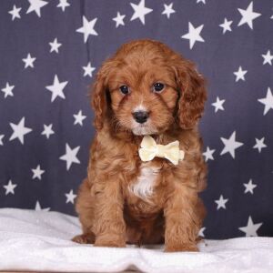 Cavapoo Puppy Dakota