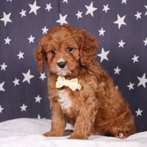 Cavapoo Puppy Dakota