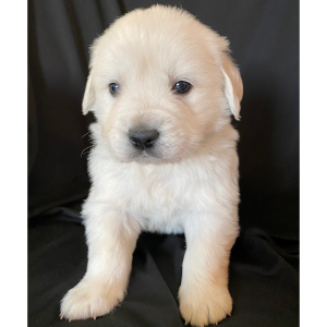 Golden Retriever Puppy Amour