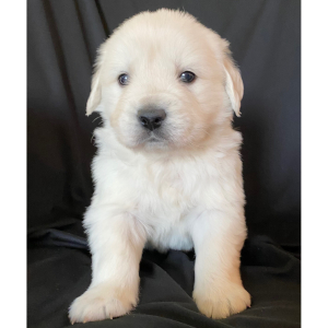 Golden Retriever Puppy Amour