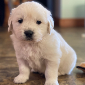 Golden Retriever Puppy Amour