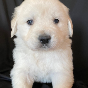 Golden Retriever Puppy Amour
