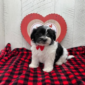 Havanese Puppy Galen