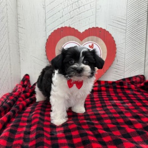 Havanese Puppy Galen