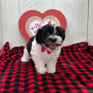 Havanese Puppy Galen