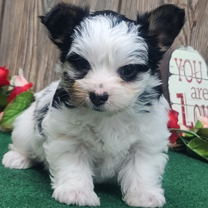 Yorkshire Terrier Puppy Kitti