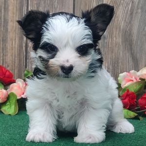 Yorkshire Terrier Puppy Kitti