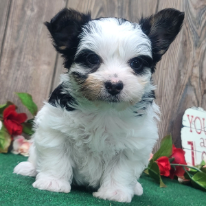 Yorkshire Terrier Puppy Kitti