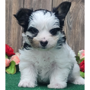 Yorkshire Terrier Puppy Kitti