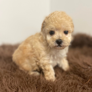 Maltipoo Puppy Atticus