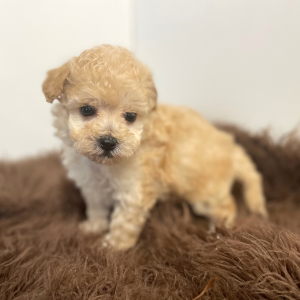 Maltipoo Puppy Atticus