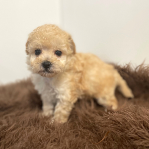 Maltipoo Puppy Atticus