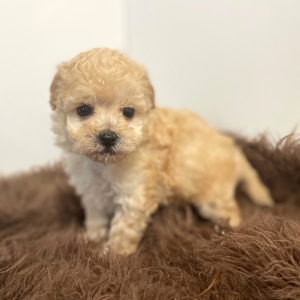 Maltipoo Puppy Atticus
