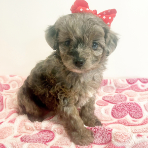 Maltipoo Puppy Hattie