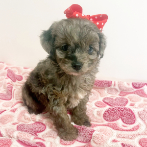 Maltipoo Puppy Hattie