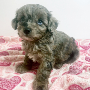 Maltipoo Puppy Hattie