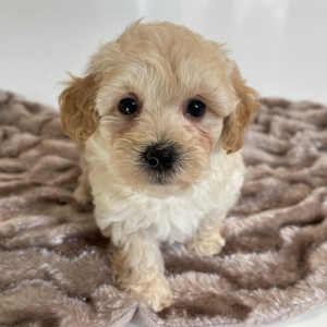 Maltipoo Puppy Jasper