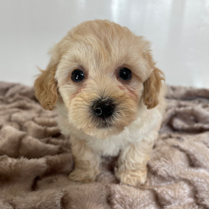 Maltipoo Puppy Jasper