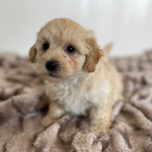 Maltipoo Puppy Jasper