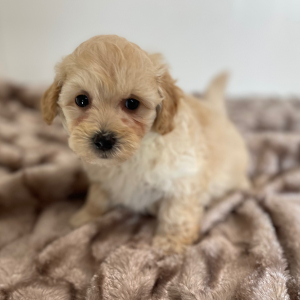 Maltipoo Puppy Jasper