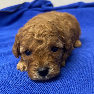 Poodle Puppy Mayla
