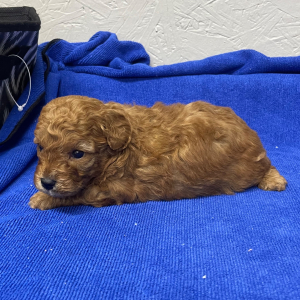 Poodle Puppy Mayla
