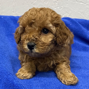 Poodle Puppy Mayla