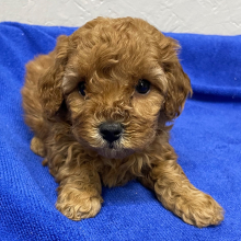 Poodle Puppy Mayla