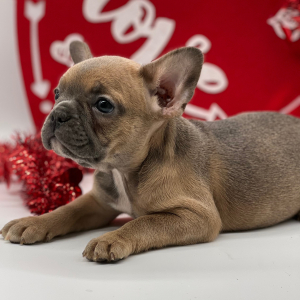 French Bulldog Puppy Foxy