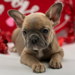 French Bulldog Puppy Foxy