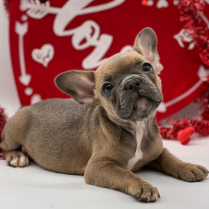 French Bulldog Puppy Foxy