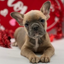 French Bulldog Puppy Foxy