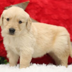 Golden Retriever Puppy Nate