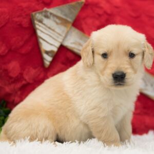 Golden Retriever Puppy Nate