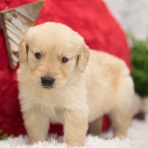 Golden Retriever Puppy Nate